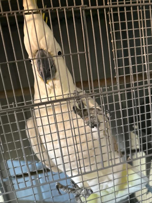 Sulfur crested cockatoo