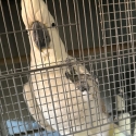 Sulfur crested cockatoo