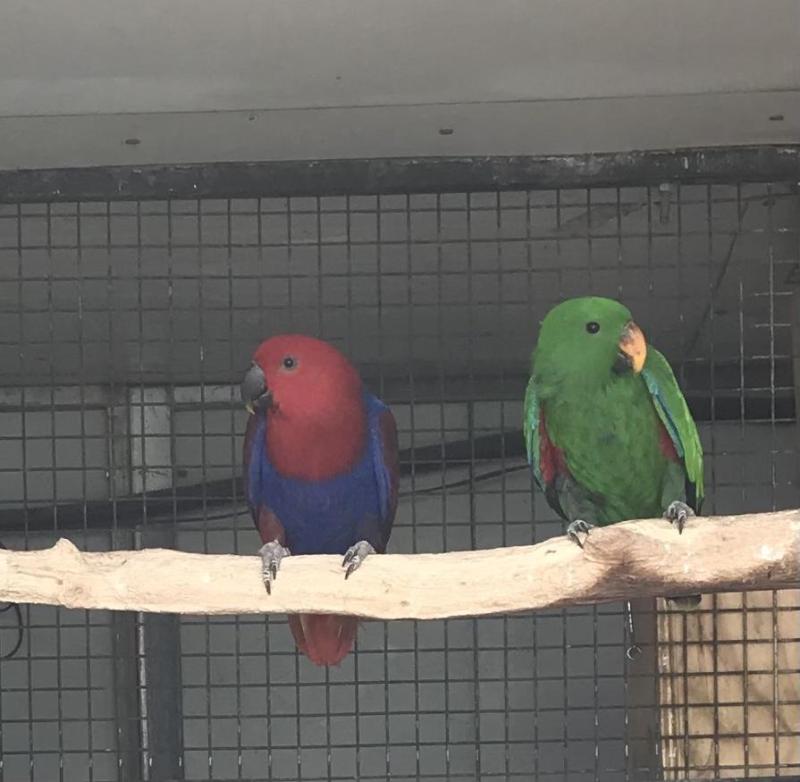 Eclectus Parent raised