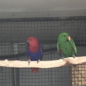 Eclectus Parent raised