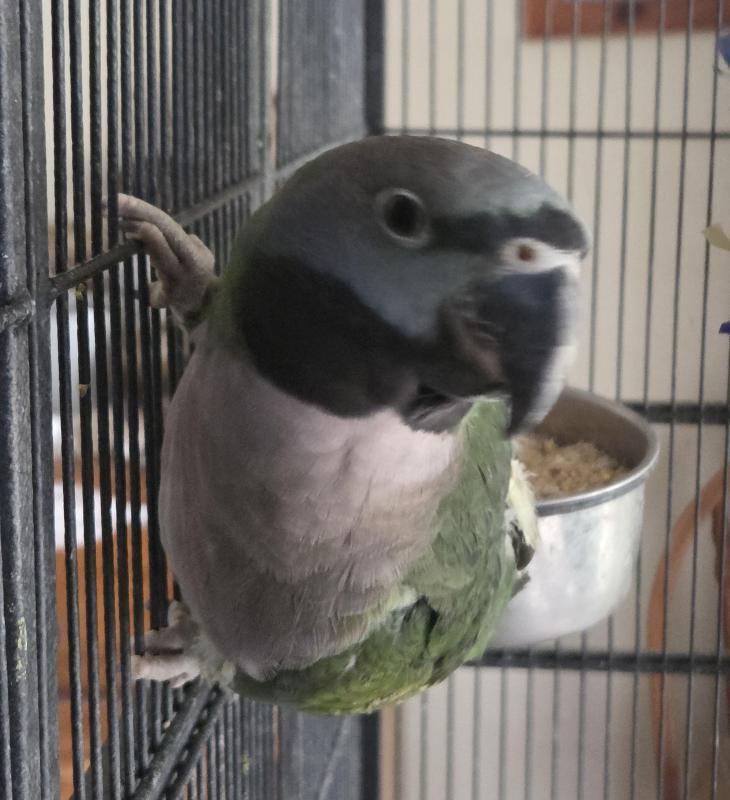Derbyan parrot