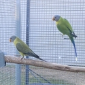 Plumhead Parrots