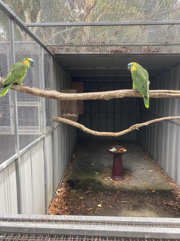 Yellow wing blue fronted amazons