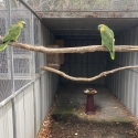 Yellow wing blue fronted amazons