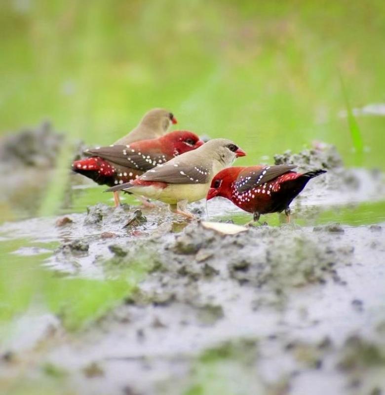 Finches