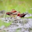 Finches