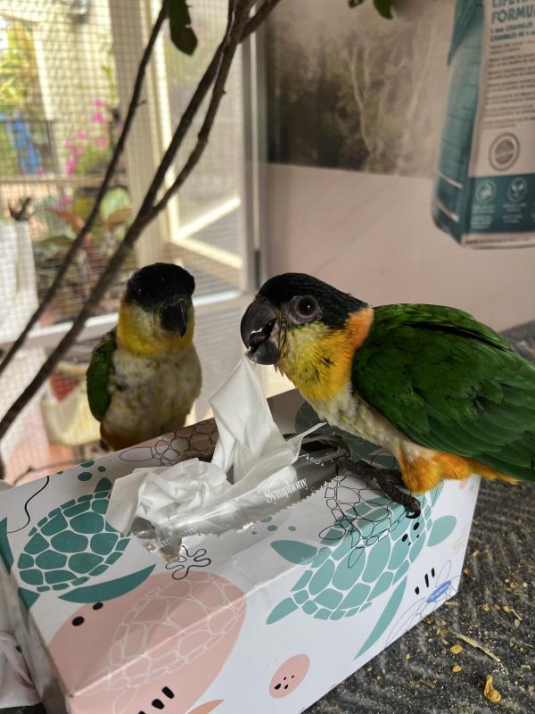 Black Head Caique  hand raised baby for sale