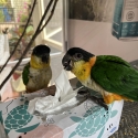 Black Head Caique  hand raised baby for sale