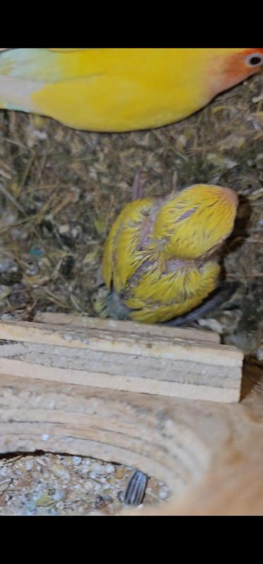 Lorikeets for handraising and more