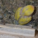 Lorikeets for handraising and more