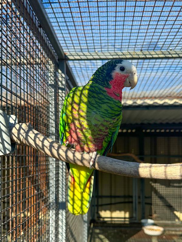 Cuban Amazon Hen