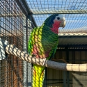 Cuban Amazon Hen