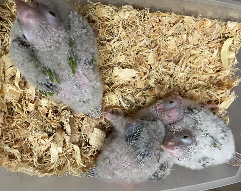 Swap - 3x handraised Green-cheeked Conures