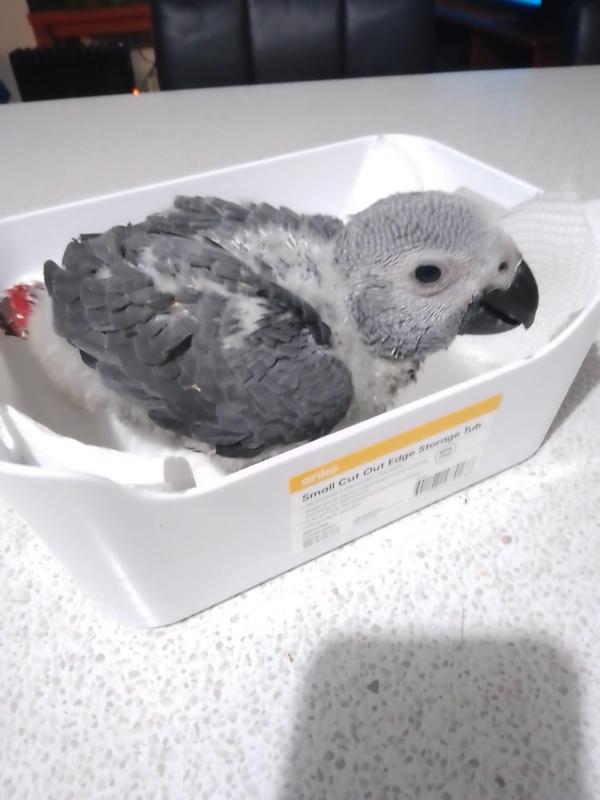 Hand raised African Grey and Eclectus