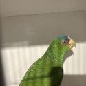 White fronted amazon hen