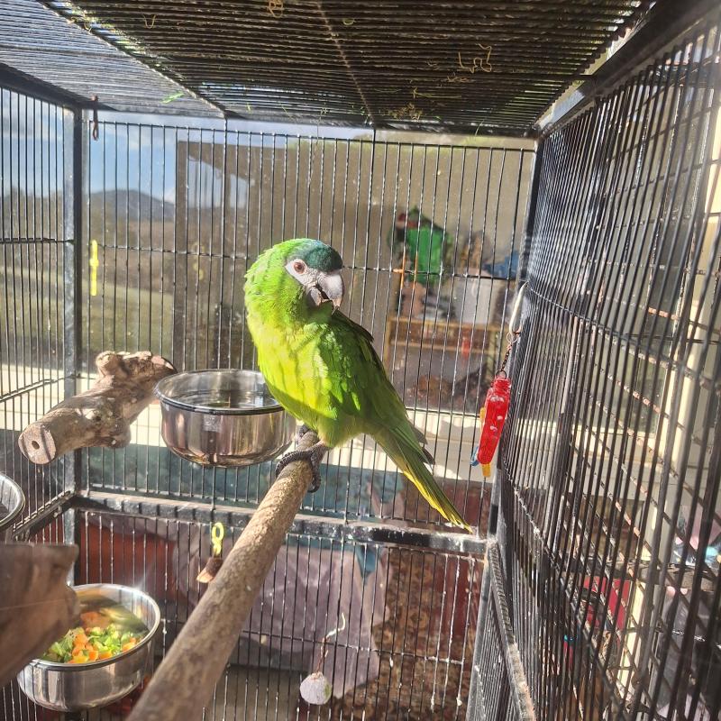Male Hahns Macaw