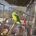 Male Hahns Macaw