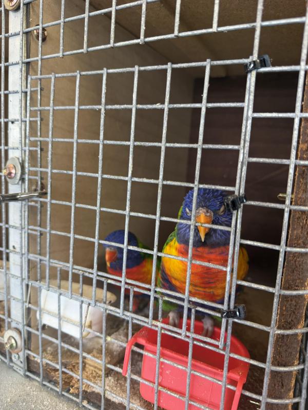 Lorikeets