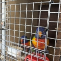 Lorikeets