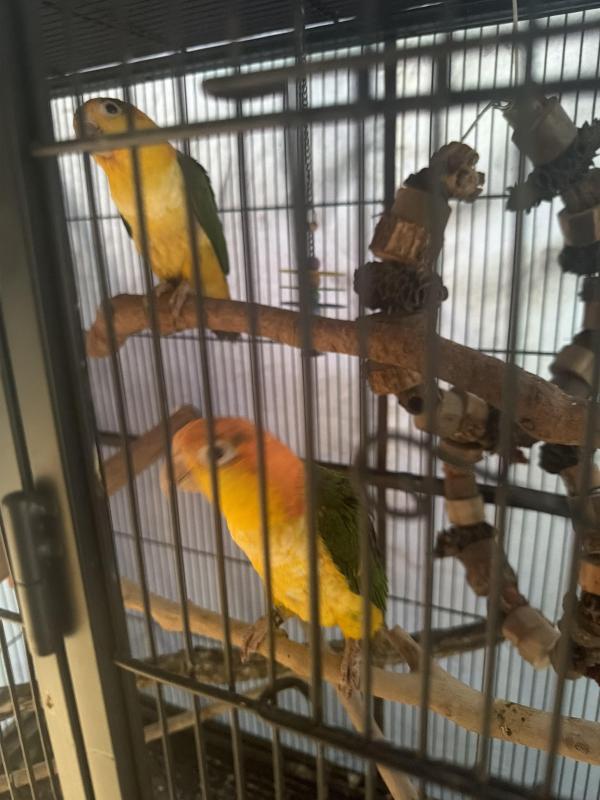 Hand raised white bellied caiques