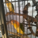 Hand raised white bellied caiques