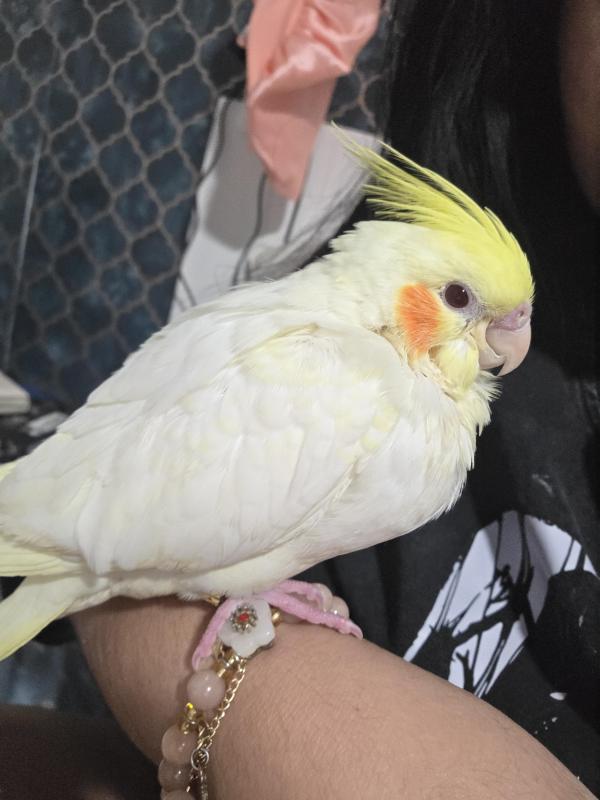 WANTED COCKATIELS & COCKATOOS