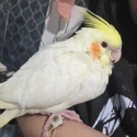 WANTED COCKATIELS & COCKATOOS