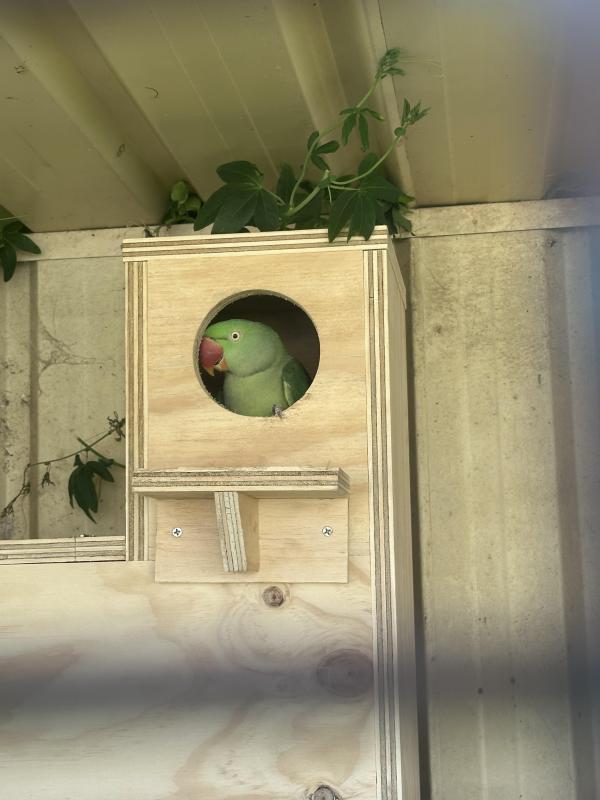 Alexandria parrot breeding pair