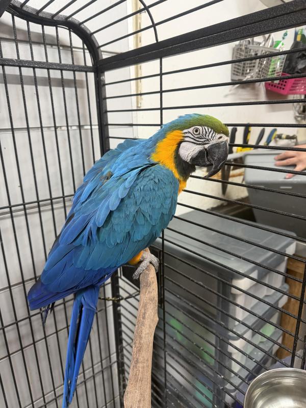 Blue and gold macaw male 10 years old