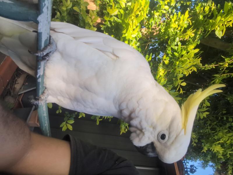 WTD WEANED BABY BIRDS