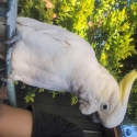 WTD WEANED BABY BIRDS