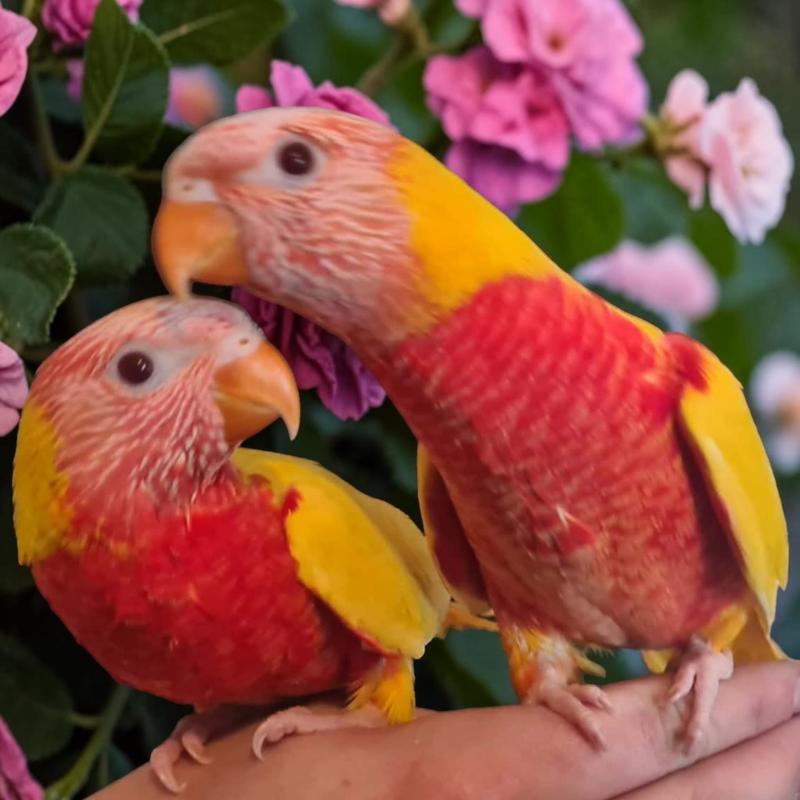 WANTED: Various Birds