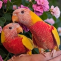 WANTED: Various Birds