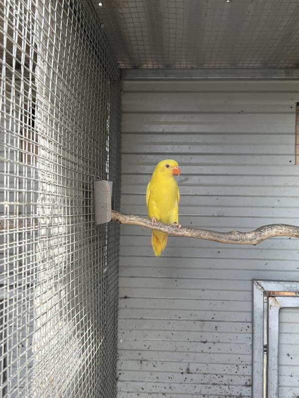 Lutino scaly lorikeets hen