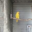 Lutino scaly lorikeets hen