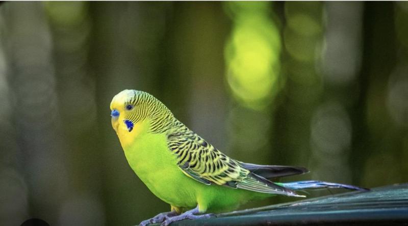 Wanting Budgies Green & Violet