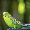 Wanting Budgies Green & Violet