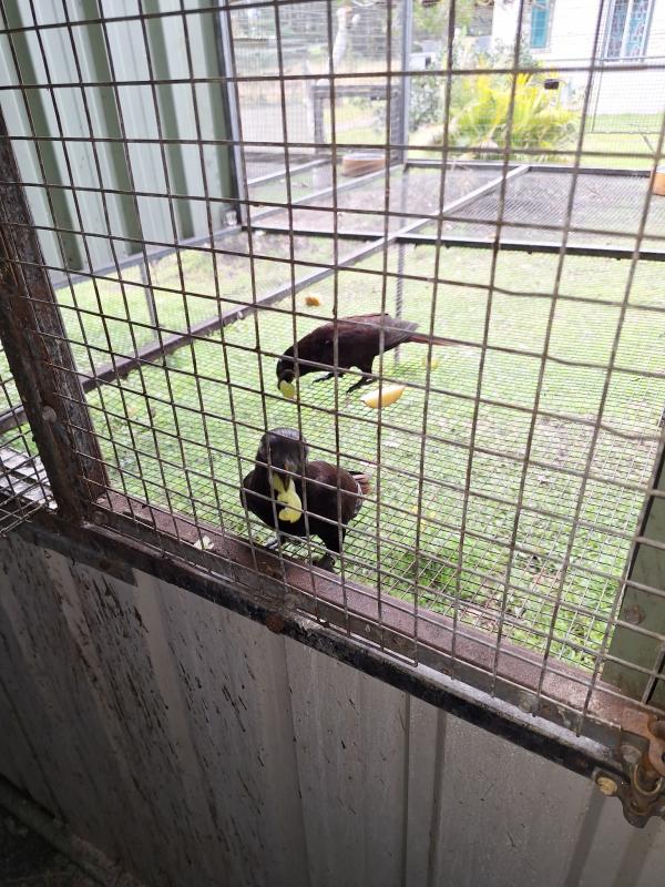 Black lories