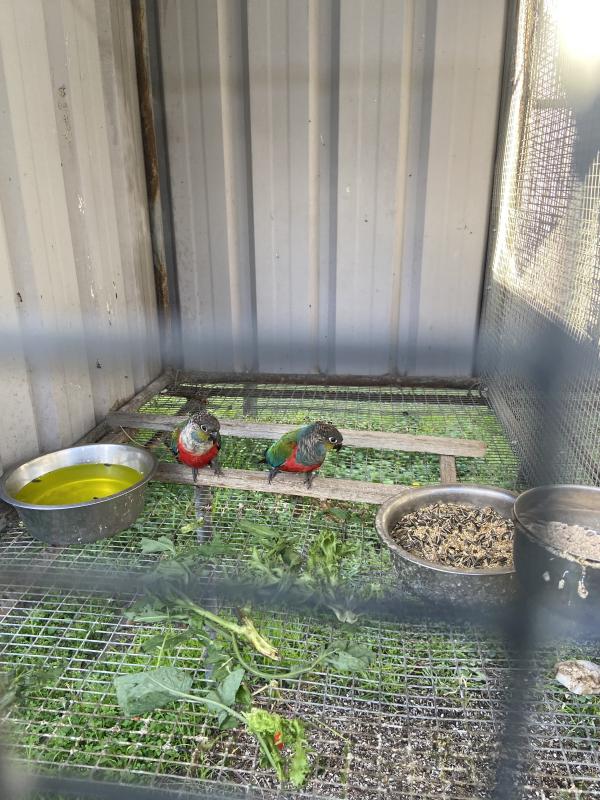 Crimson Bellied Conure Pairs