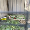 Crimson Bellied Conure Pairs