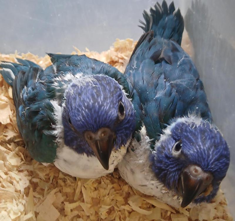 Male & Female blue split pied lorikeets