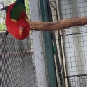 4yr Chattering Lorries /sun conures sold