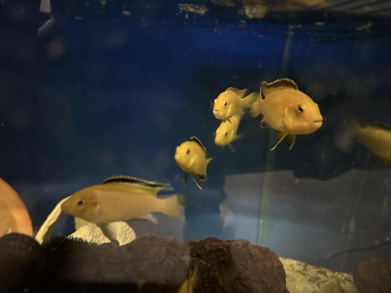 Electric Yellows