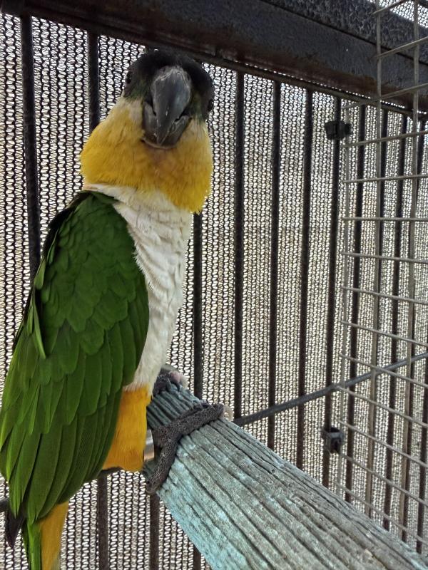 Caique Pairs for sale