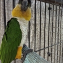 Caique Pairs for sale