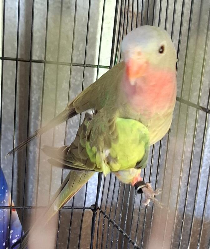 Princess parrots