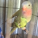 Princess parrots