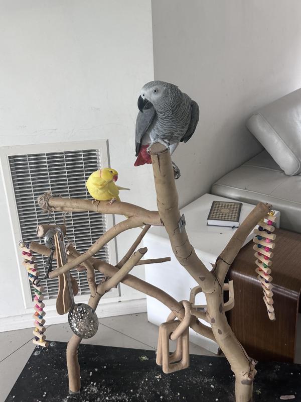 African grey and Indian ring neck extremely tamed doesn't bite very friendly