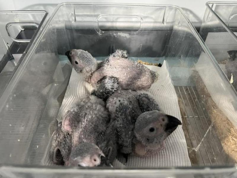 African grey babys on offer