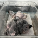 African grey babys on offer